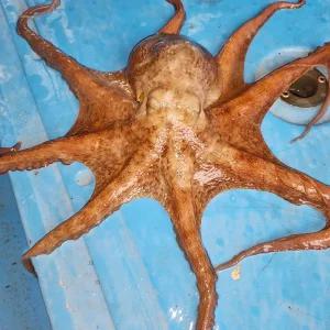 100% 싱싱 자연산 통영 돌문어 활문어 당일조업 산지 쫄깃한 식감 탄탄한 육질 