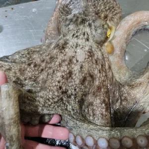 국내산 대왕 돌문어 3kg내외 1마리 생물 끝판왕문어 제수용