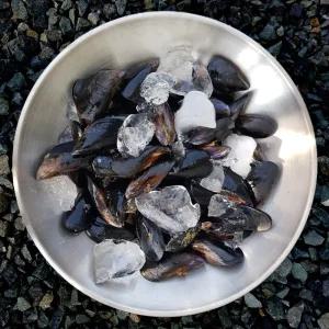 통영 홍합 5kg