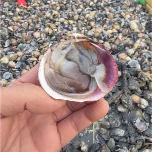 국내산 제철 손질 새조개 200g 1봉