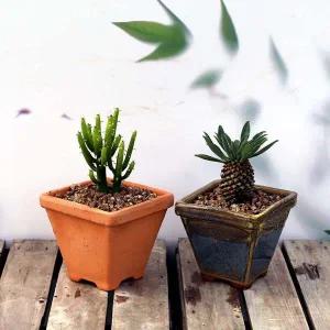 [골드스마일]이랑 청산호 괴마옥1+1 연필선인장 파인애플선인장 반려식물