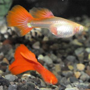 [춘자네수족관]고정구피, 알비노 풀레드 일롱게이트 [한쌍] 구피