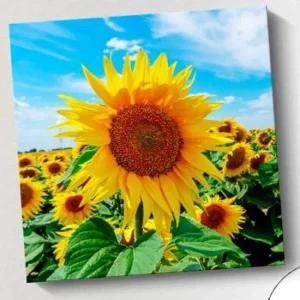 사진 액자 해바라기액자 그림 인테리어 해바라기 그림 해바라기 해바라기액자 액자 인테리어 사진