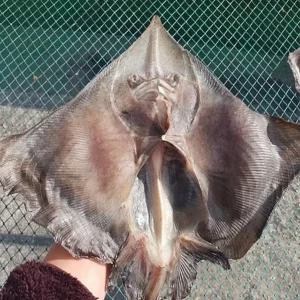 국내산 반건조 홍어가오리 1마리 홍어가오리 1미 500g