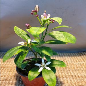 한목대황금레몬나무 ( 10센치) 꽃이 지고나면 열매가 맺어요 다익으면오렌지색