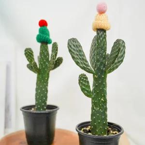 갑조네 만세선인장 소품