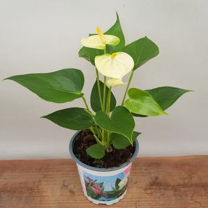 [소나무길] 안시리움 Small Yellow 노랑  인테리어 6101