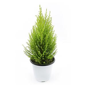 갑조네 율마(중품)