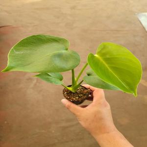 몬스테라델리시오사 작지만강하다 특집 소품 10~20cm 19