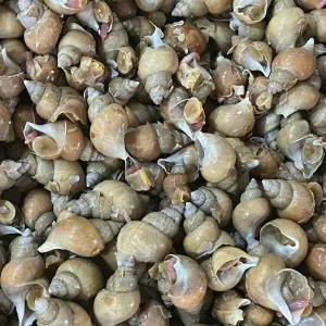 자연산 동해 백고동 1kg(50미 내외)