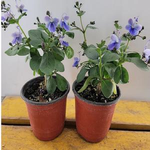 목대가 굵은 나비수국(2개묶음판매)