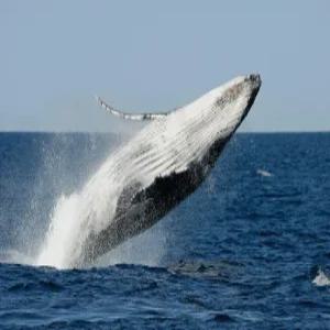 시드니/저비스베이 6일 #돌핀크루즈 #트레킹코스 #시드니천문대