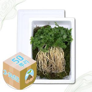 [굿소일] 강원도 어린 새싹삼 산양삼 2-3년근 50주