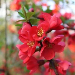 명자나무 흑광 꽃 묘목 정원 조경나무 개화주 (목하원예조경