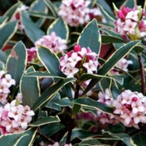 직접키운 천리향 나무 묘목 개화주