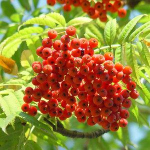 마가목 묘목 2년생 플러그묘 약용수 1주