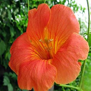 순희농장 토종능소화  능소화나무 능소화포트 높이30cm이상(2개1세트)능소화묘목 여름에피는꽃 조경수 정원