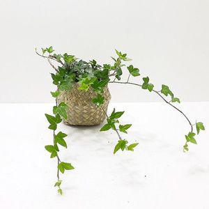 아이비 소 해초바구니 키우기쉬운식물 홈가드닝 IB 식물아이비 하트아이비 무늬아이비 실내화초