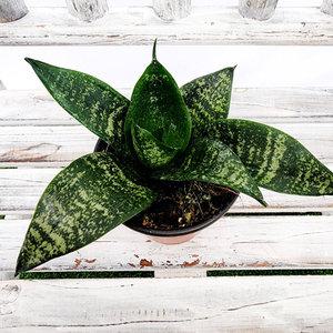 에덴플랜트 청하니 산세베리아 호피산세베리아 소품 실내 공기정화잘하는식물