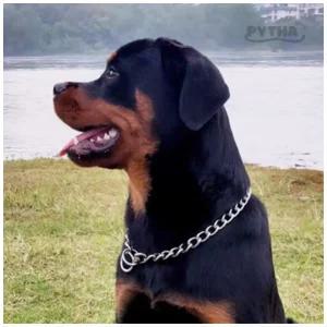 반려견 초크체인 대형견용 애견목걸이 애견목줄