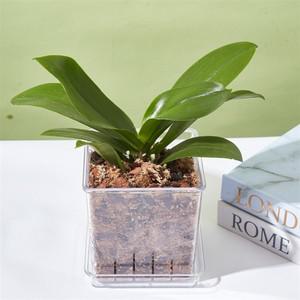 북유럽 미니 화분 투명 호접란 다육 식물 트레이와 통기성 꽃병 홈 장식에 대 한 플라스틱 냄비