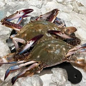 국내산 급냉 암꽃게 품질좋은 냉동 알배기 꽃게