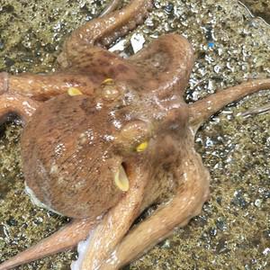 국내산 활 돌문어 1kg