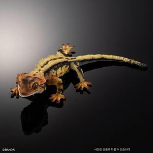 도마뱀 생물대 도감 모형 거들 피규어 캡슐 토이 게코