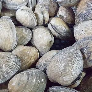 활 대합조개 1kg