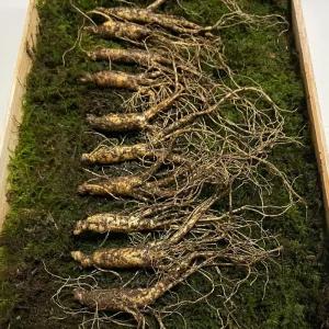 7-8년근 횡성 산양삼 선물세트 10뿌리 +보자기 선물용 강원도산양삼 강원도 산양 산삼