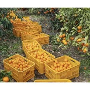 [무중력의자]돌하루방 제주 조생감귤 소과3kg 감귤 노지감귤 소과