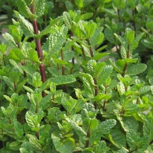 [허브여울] 오늘자른 싱싱한 허브 - 애플민트생잎 (모히토용) 50g -