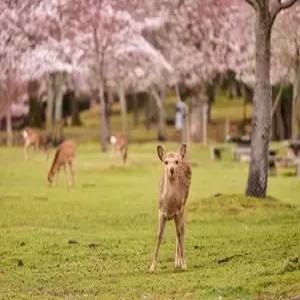 [인기여행상품/최저가찬스] 오사카/고베/USJ 4일  #지금이기회 #초특가 #유니버설스튜디오 #USJ #1일패스포함 #낭만고베관광 #하버랜드 #모자이크 #오사카랜드마크 #오사카성 #도톤보리