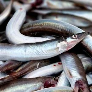 싱싱햇 국산 생물 양미리 생물양미리 1kg