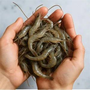 징거미 새우 블랙 타이거 냉동 킹타이거 민물 쉬림프 소금구이 튀김 2kg