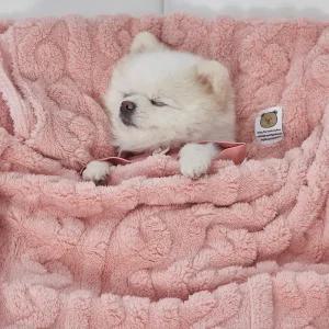 도그아이 강아지 고양이 반려동물 펫 꽈배기 담요 겸 이불 베이비핑크 (DG422_BP)
