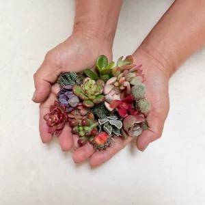 초미니다육 귀여운 다육식물 선인장 자구 15개 세트