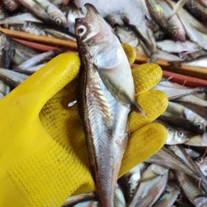 100% 선별 알도루묵 알배기 1kg(8~12미) 제철 도루묵