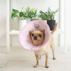 패리스독 소다 엘리자베스 카라 핑크 강아지