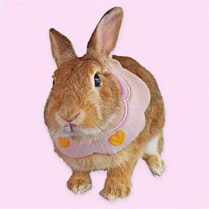 강아지 스카프 소형 애견 턱받이 B