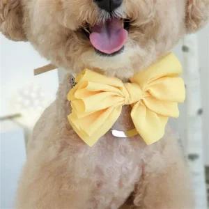 망고 옐로우 리본 목걸이 강아지 고양이 케이프