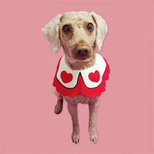 대 케이프 턱받이 강아지 애견스카프 B