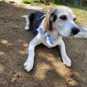 쿨링 반려묘  쿨스카프