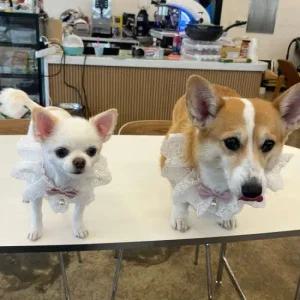 강아지 레이스 스카프 케이프 핑크 S