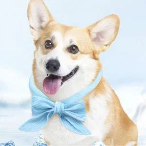 강아지 쿨넥 스카프