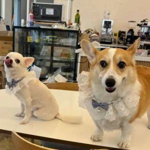 강아지 레이스 스카프 케이프 블루 M