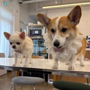 강아지 레이스 스카프 케이프 핑크 M