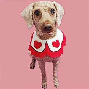 턱받이 강아지 간식금지 대형 케이프 애견 스카프 B