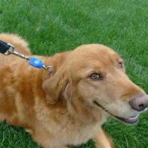 강아지 매직래치 목걸이줄 1P 튼튼한 산책 연결고리