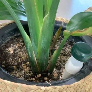 자동 급수 식물 화분 물주기 장치 2P 물공급 관리 도구